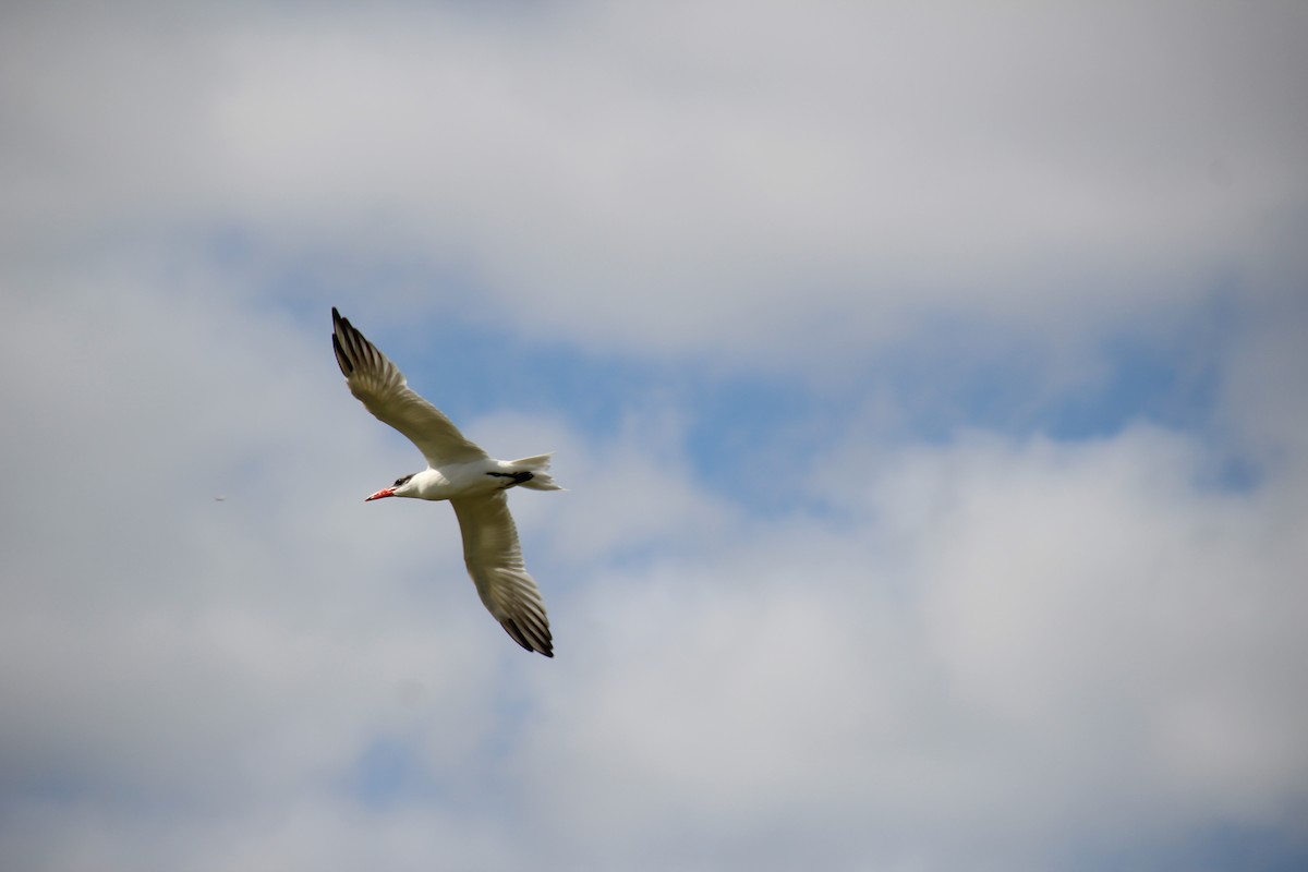 Caspian Tern - ML36882651