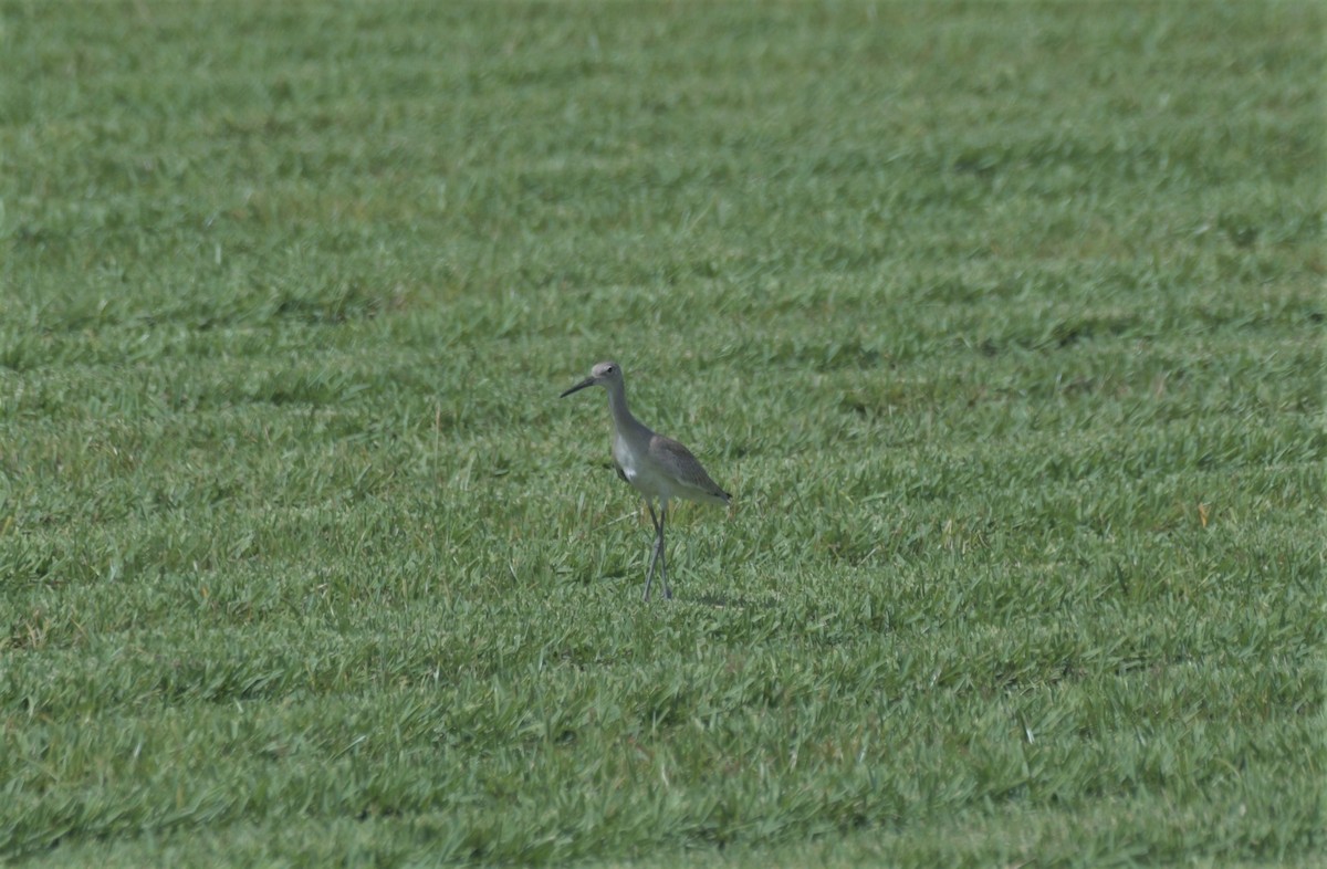 willetsnipe (inornata) - ML368827251