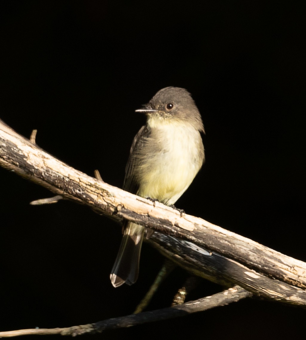 Eastern Phoebe - ML368828741