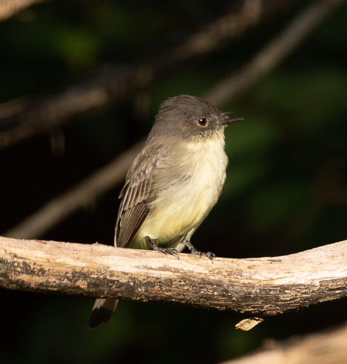 Eastern Phoebe - ML368828751