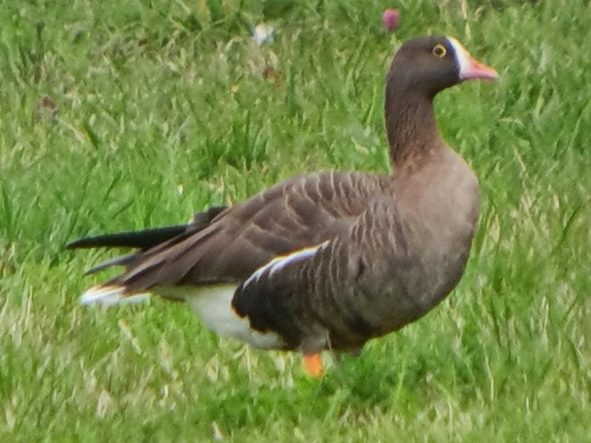 Lesser White-fronted Goose - ML368829201