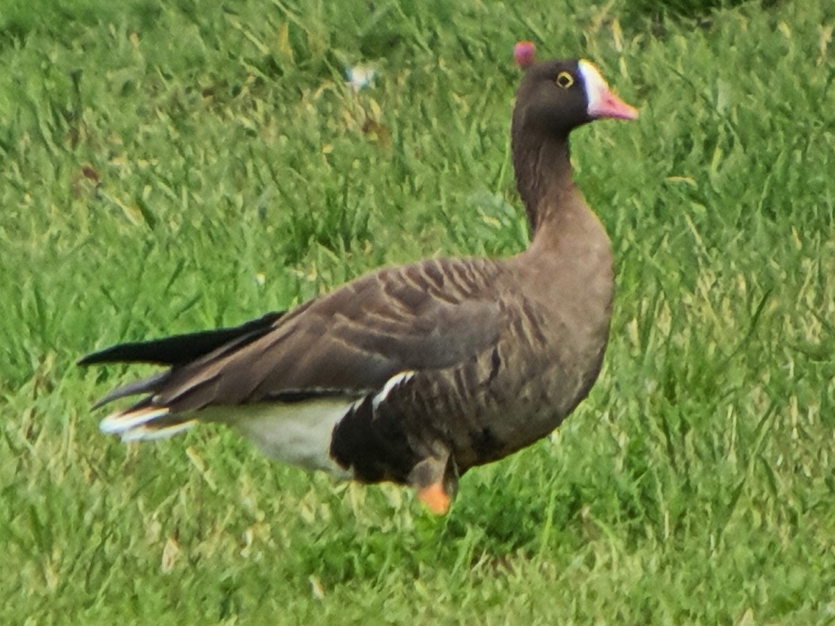 Lesser White-fronted Goose - ML368829341