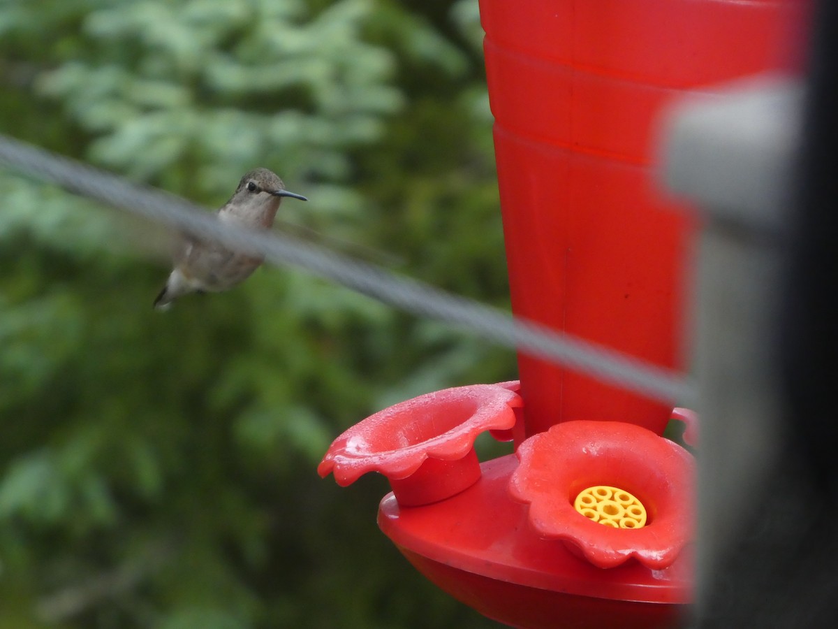 Ruby-throated Hummingbird - ML368829411