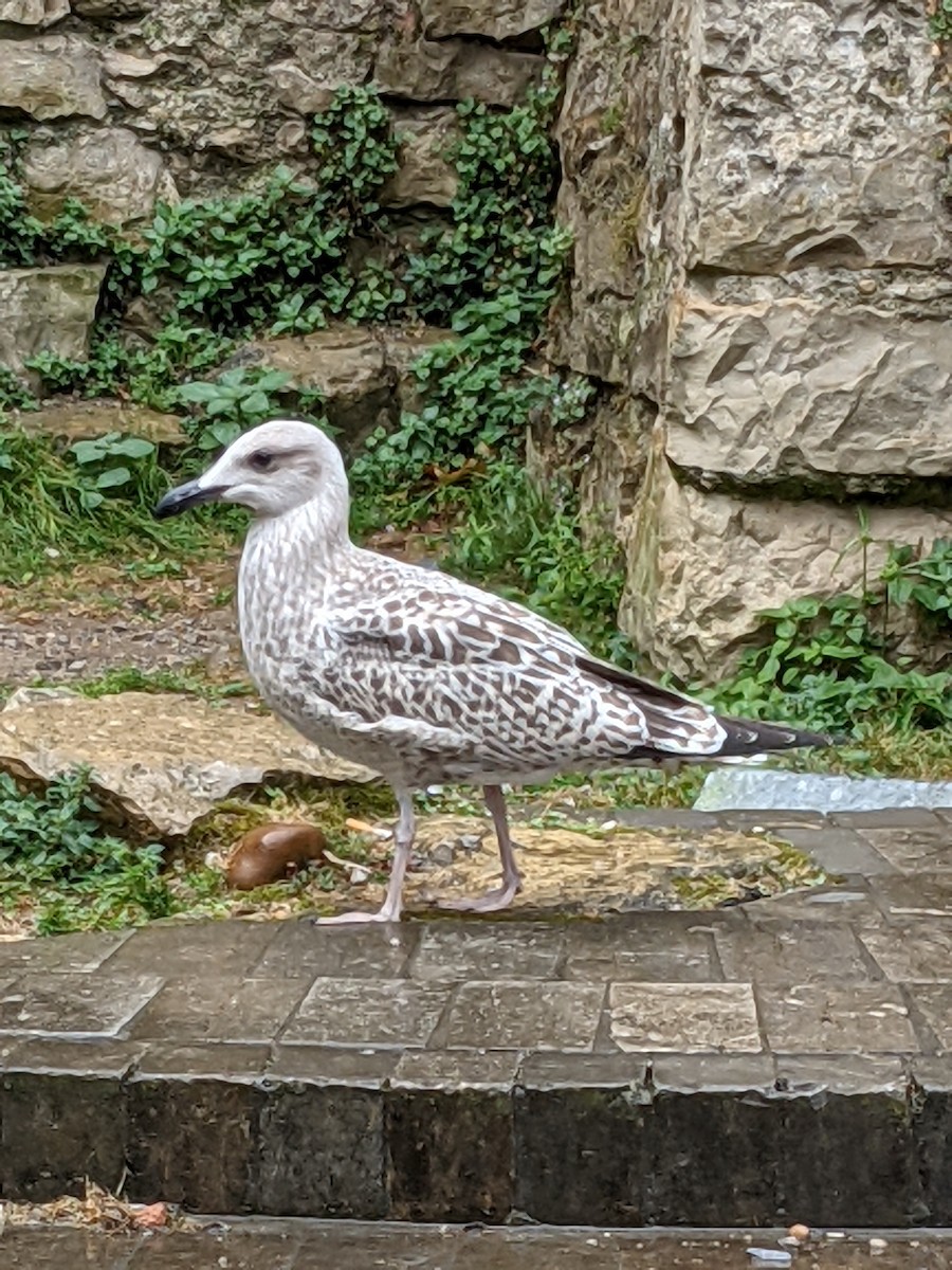 Yellow-legged Gull - Sergio Calderon