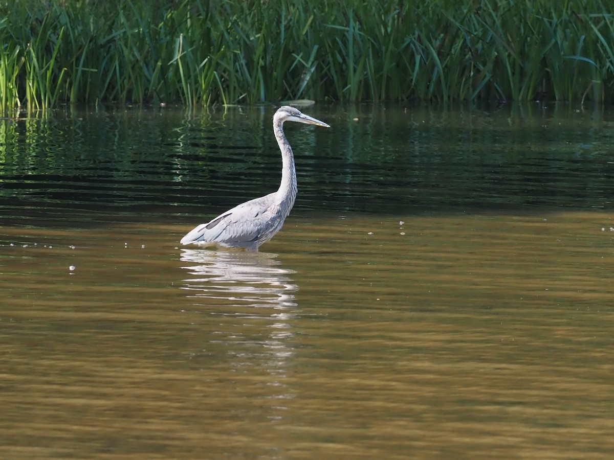 Great Blue Heron - ML368832131