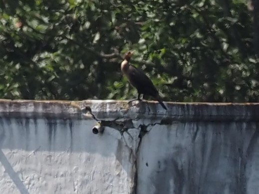 Double-crested Cormorant - ML368832141