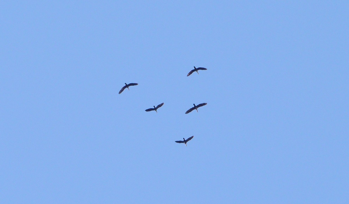 Double-crested Cormorant - Bernard Foy