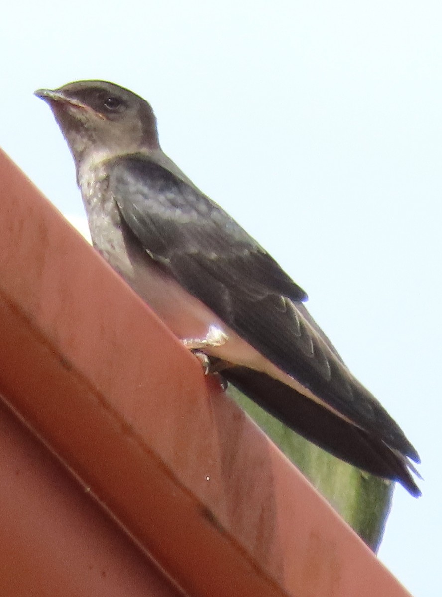 gråbrystsvale - ML368832881