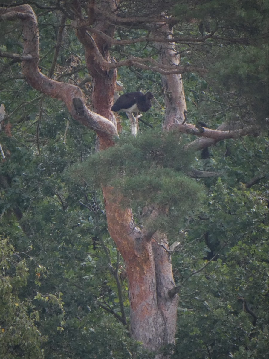 Black Stork - ML368834111