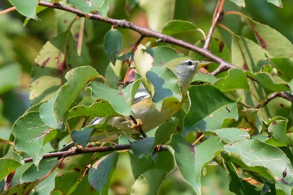 Northern Parula - ML368834871