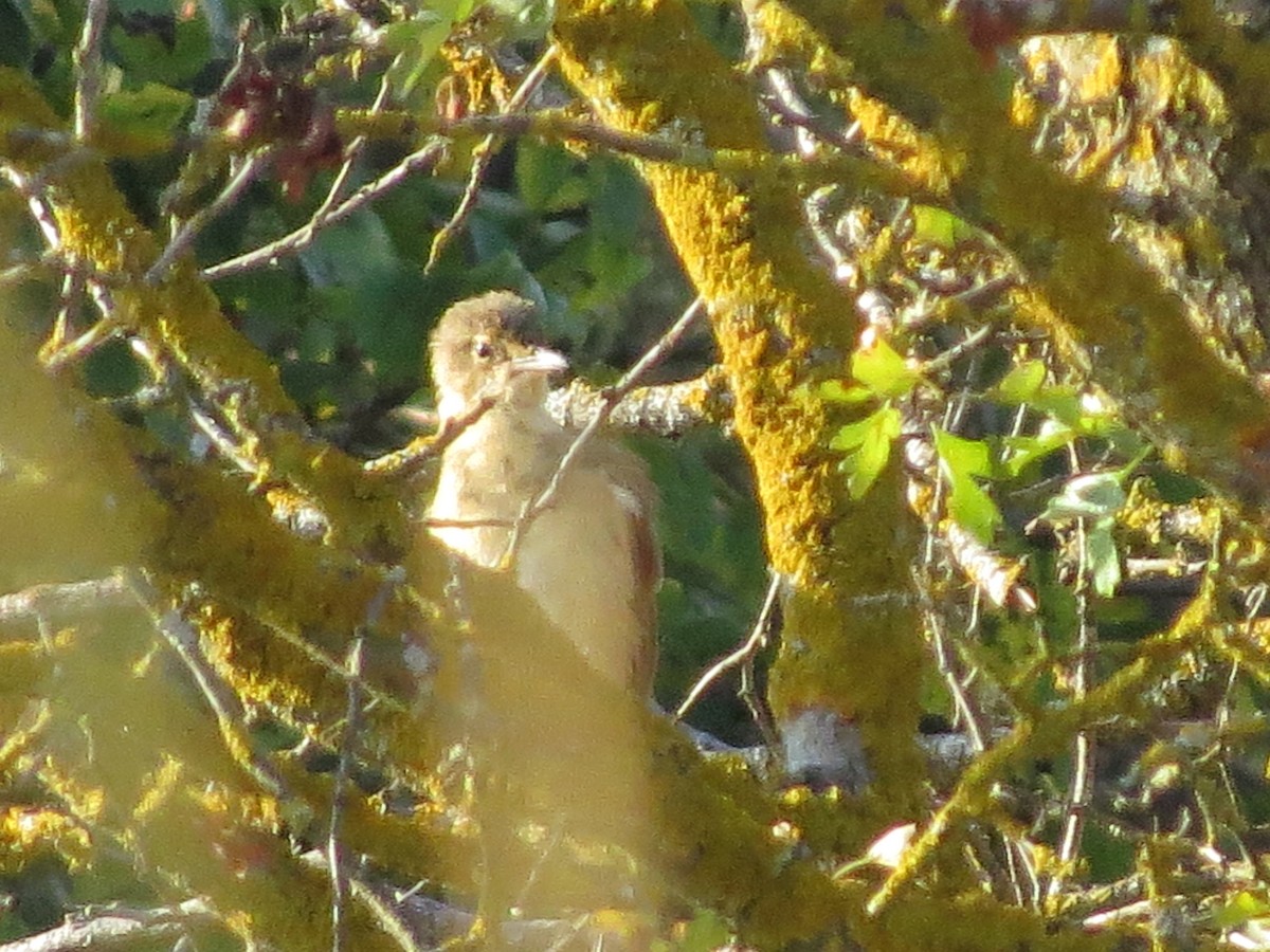 Great Reed Warbler - ML368837101