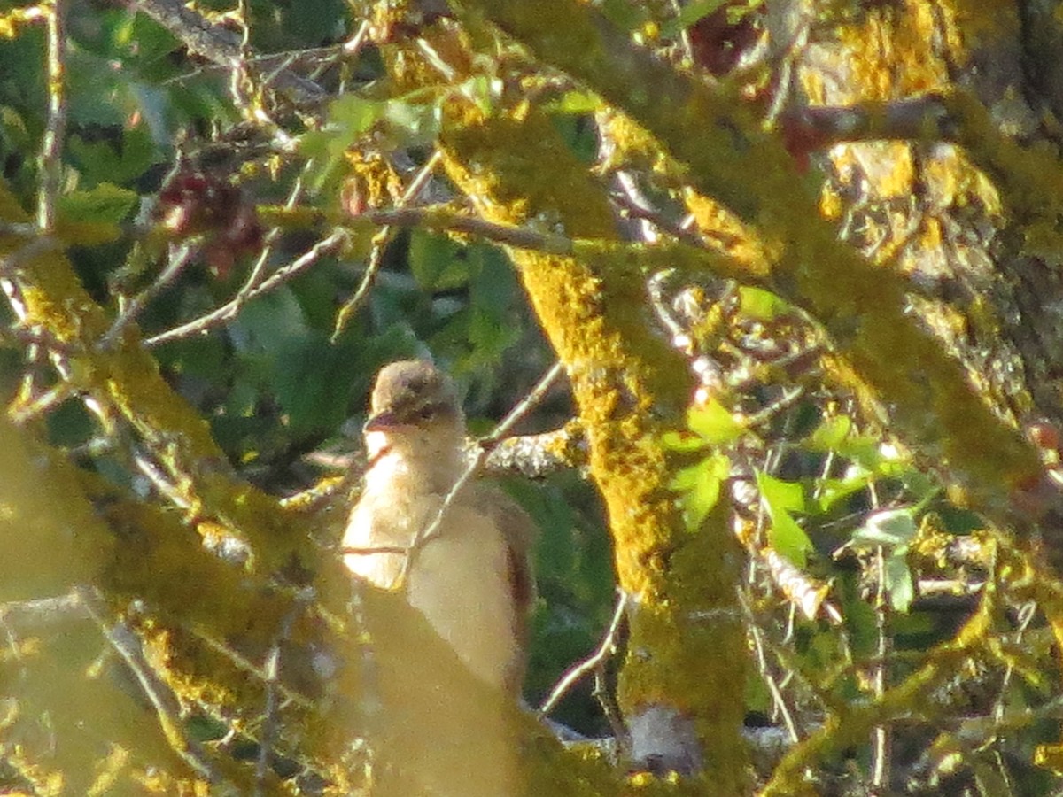 Great Reed Warbler - ML368837161