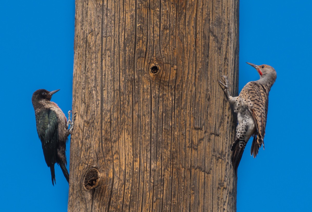 Lewis's Woodpecker - ML368838521