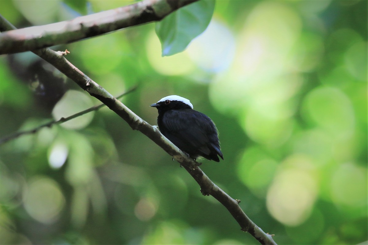 White-crowned Manakin - ML368839081
