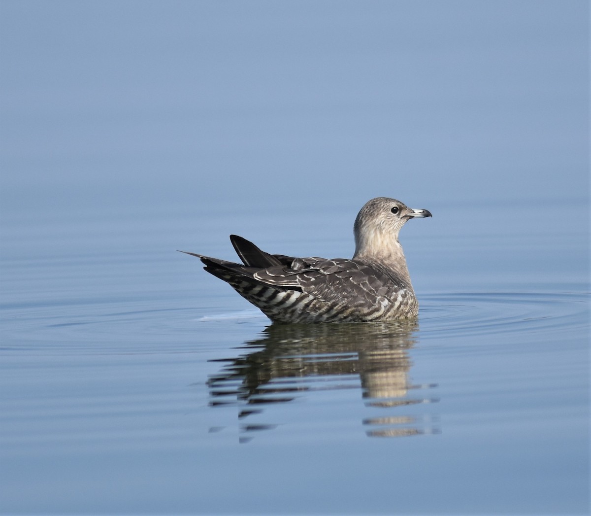 Long-tailed Jaeger - ML368842111