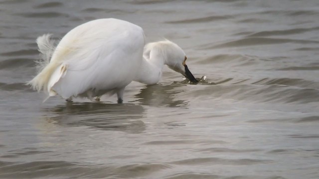 Snowy Egret - ML368843111