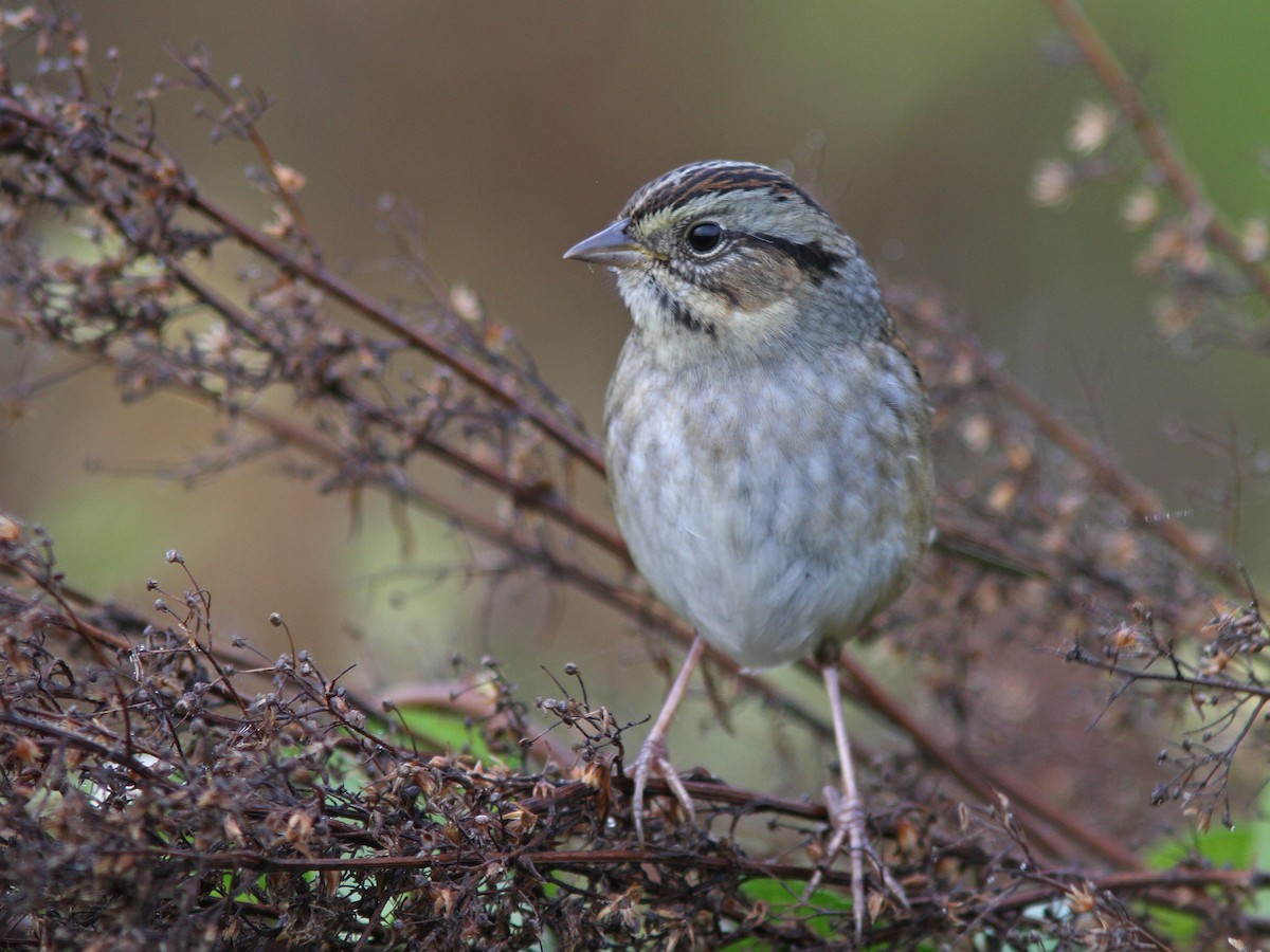 Swamp Sparrow - ML36884691