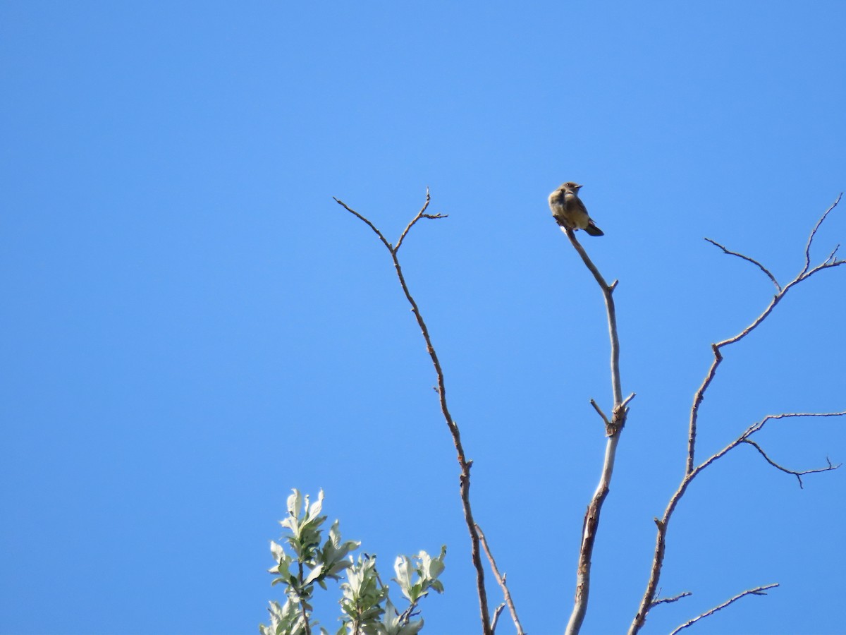 Say's Phoebe - Susan Ballinger