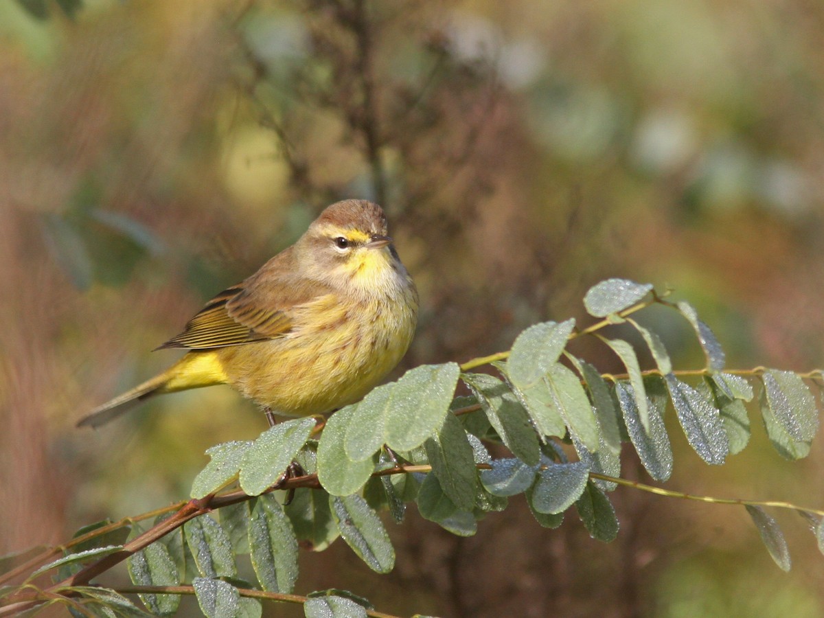 Palm Warbler (Yellow) - Larry Therrien