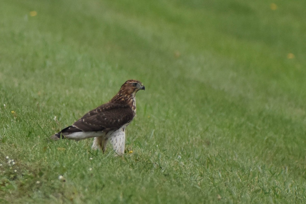 Cooper's Hawk - ML368851711