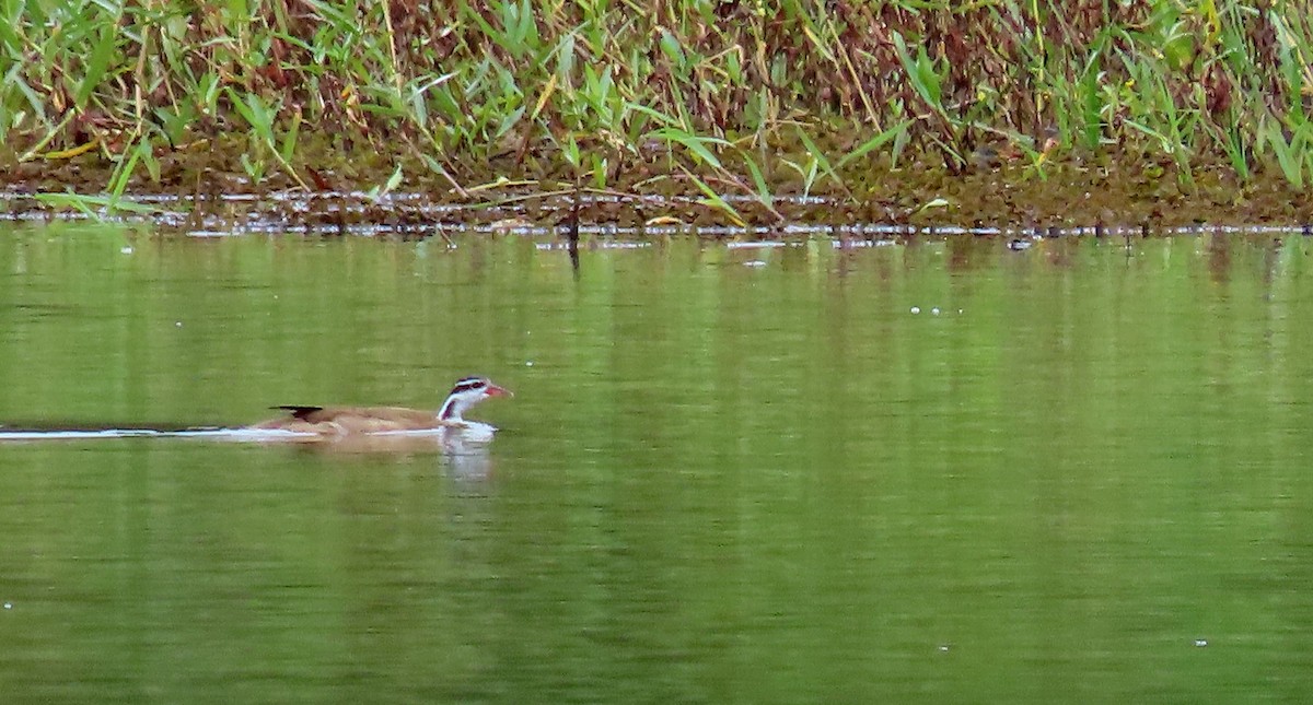 Sungrebe - ML368851731