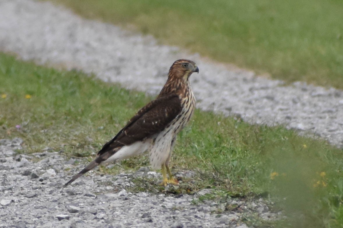 Cooper's Hawk - ML368851751