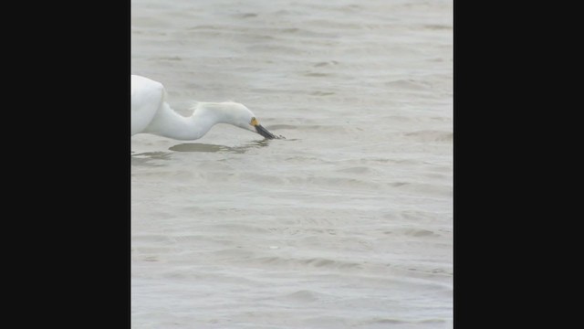 Snowy Egret - ML368852741