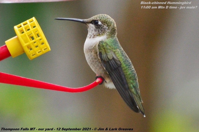 Black-chinned Hummingbird - ML368853731