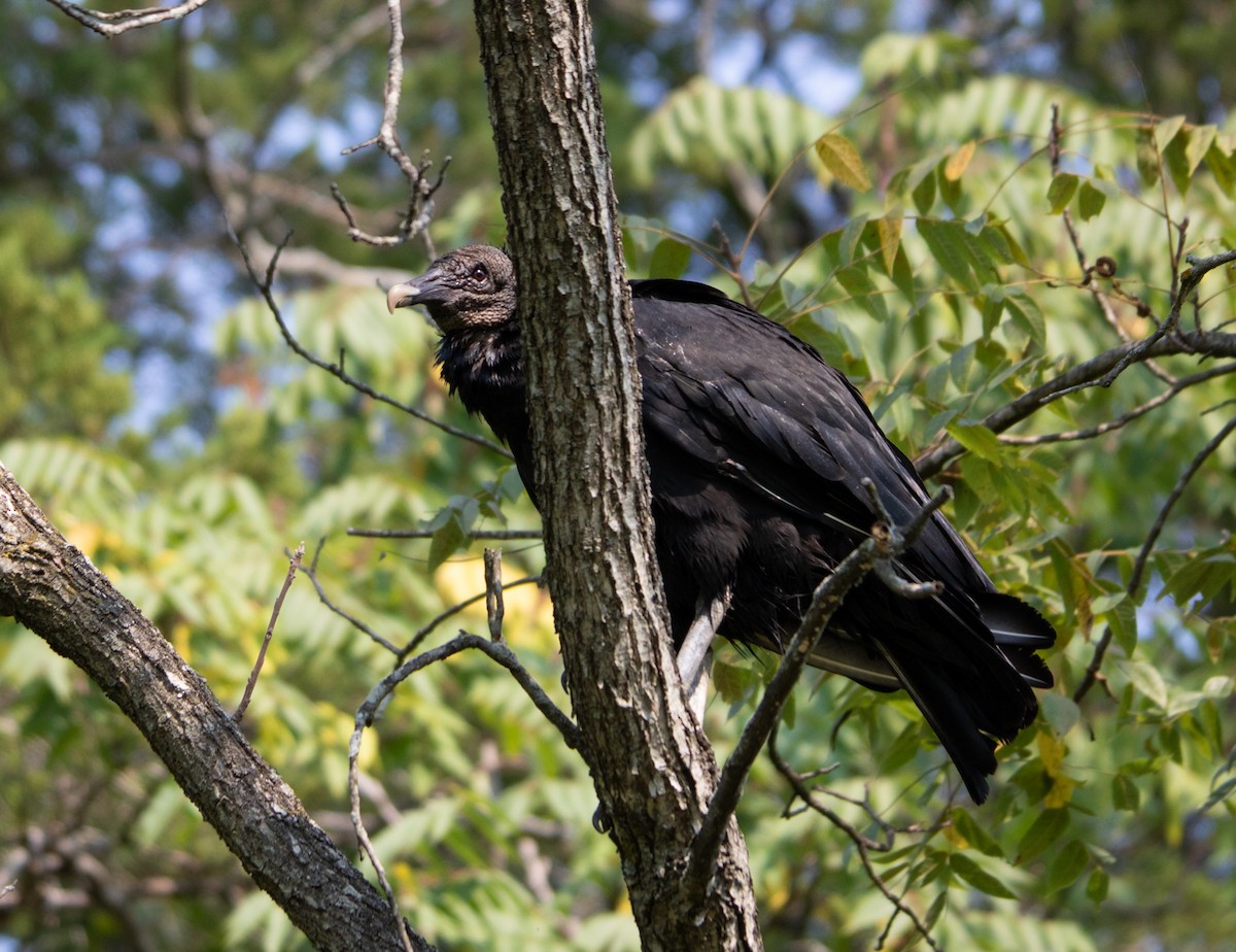 Black Vulture - ML368855141