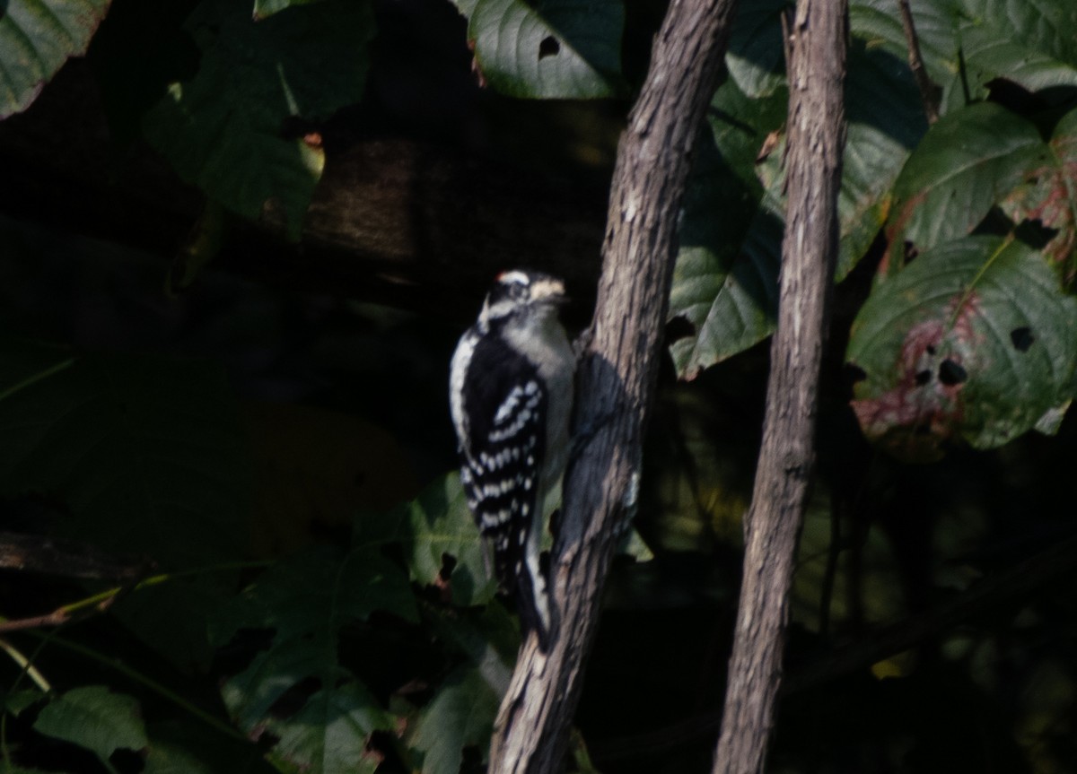 Downy Woodpecker (Eastern) - Kelly Krechmer