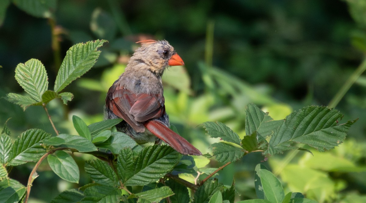 Northern Cardinal - ML368855941