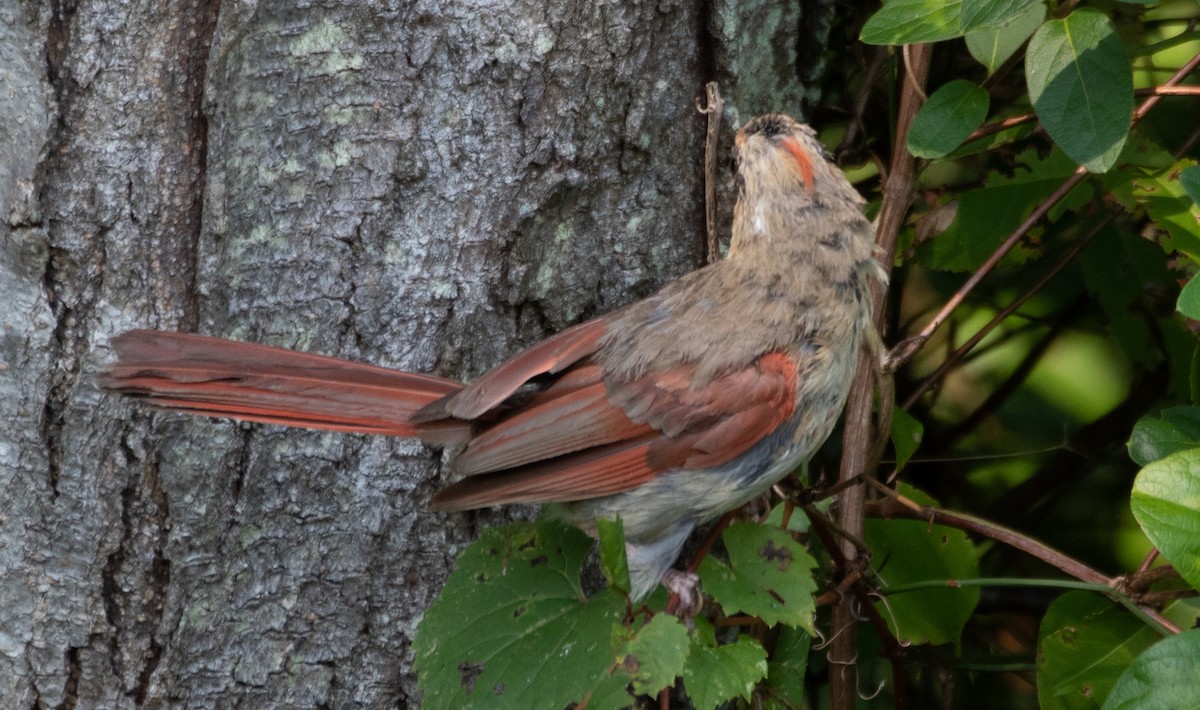 Northern Cardinal - ML368855961