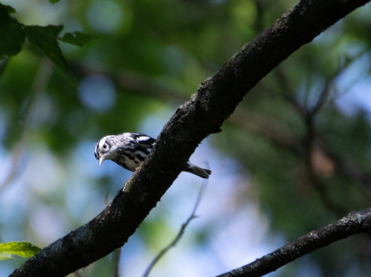 Black-and-white Warbler - Kelly Krechmer