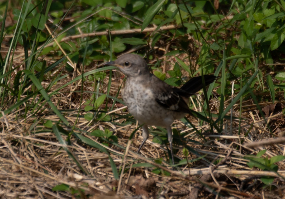 Northern Mockingbird - Kelly Krechmer