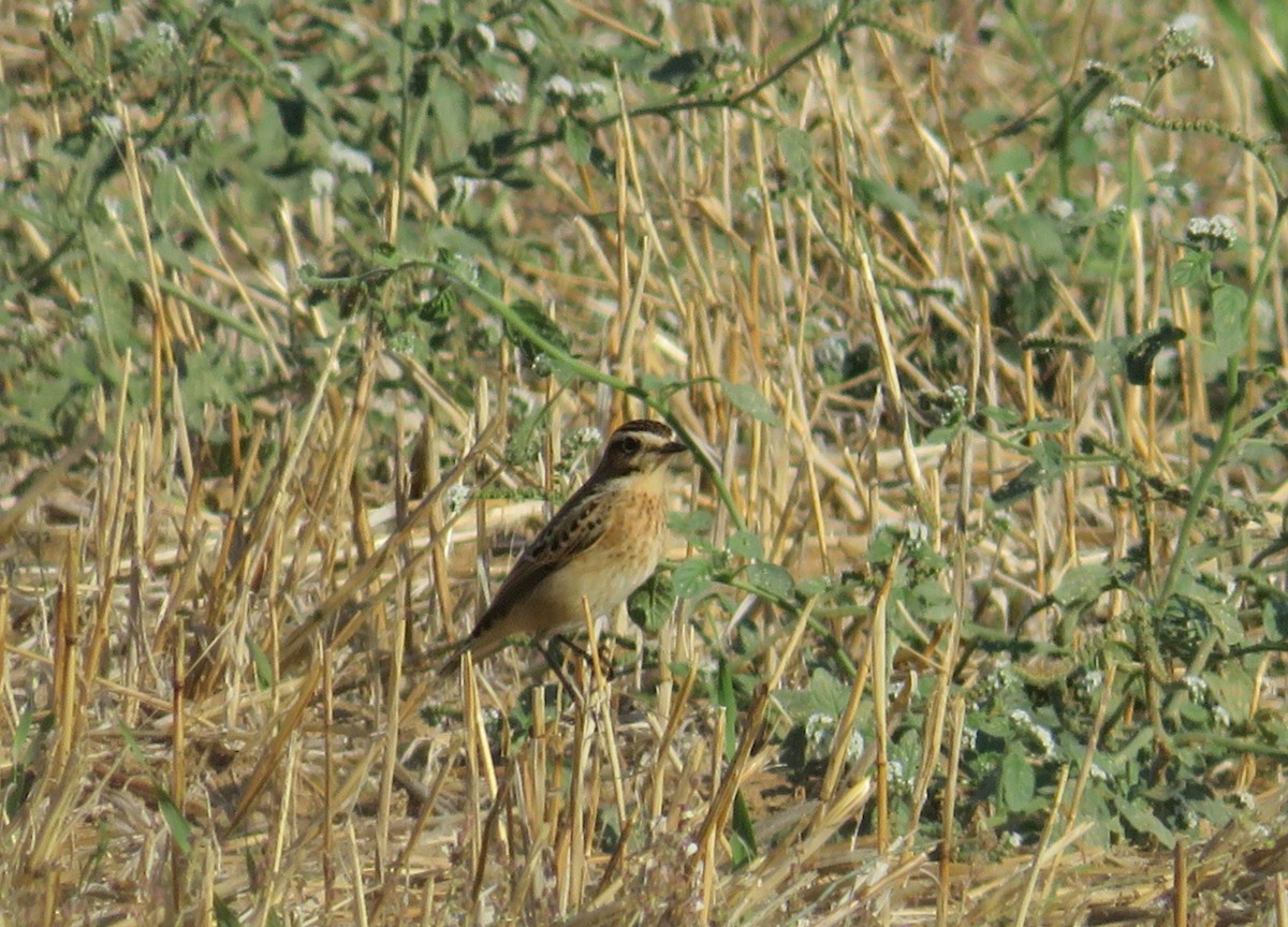 Whinchat - ML368858181