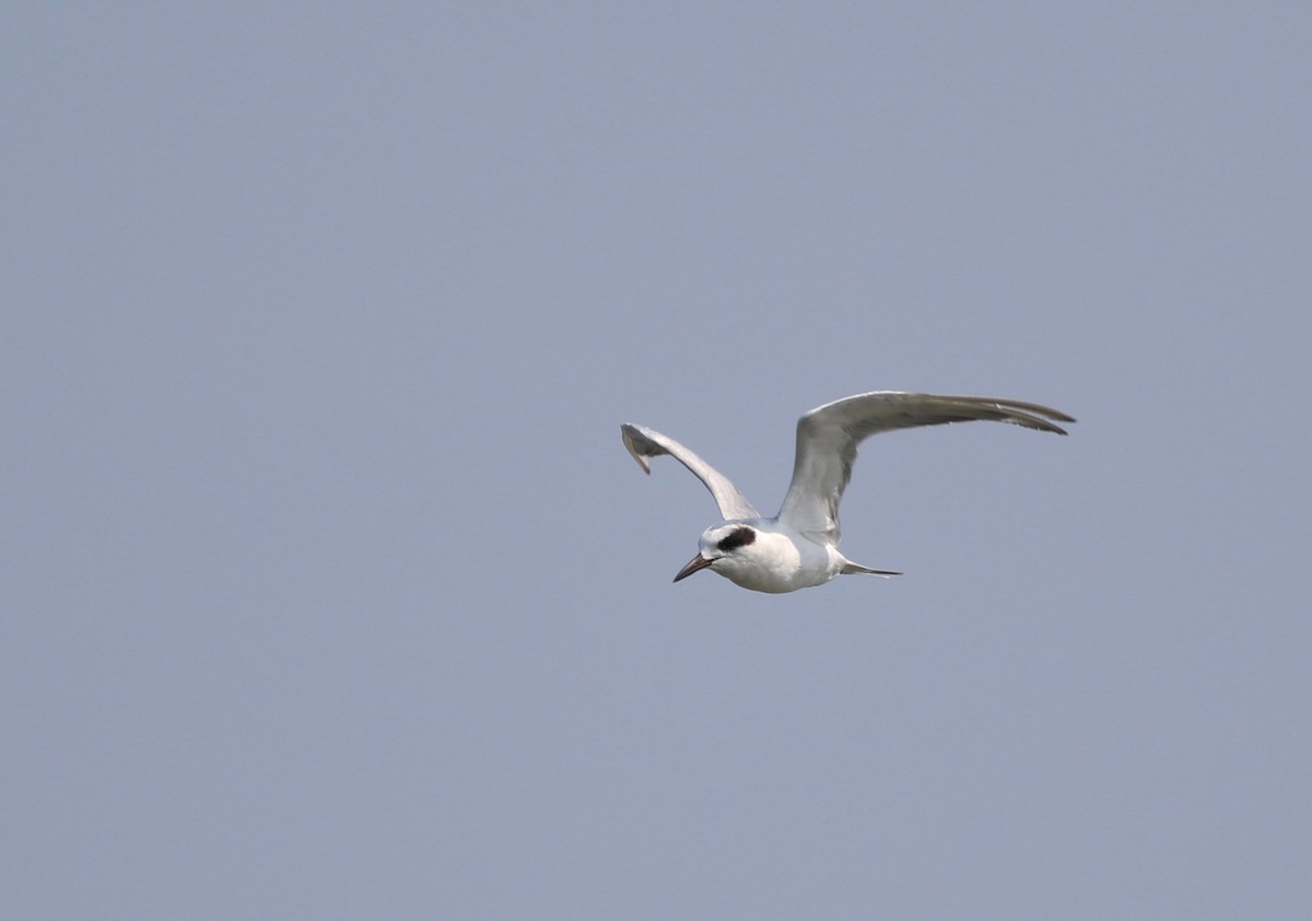 Forster's Tern - Shawn Billerman