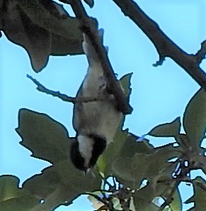 Carolina Chickadee - ML368864251