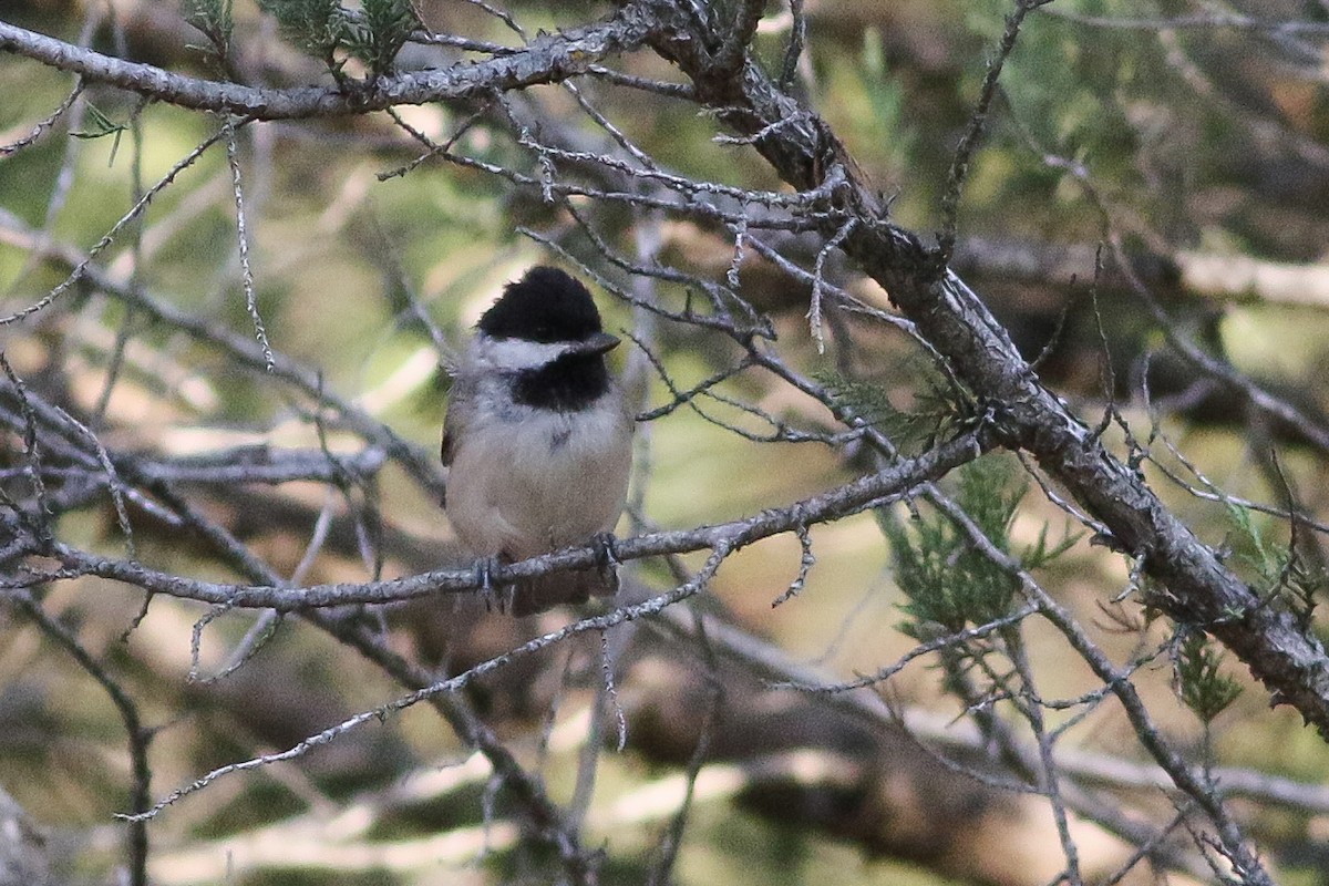 Sombre Tit - ML368864671