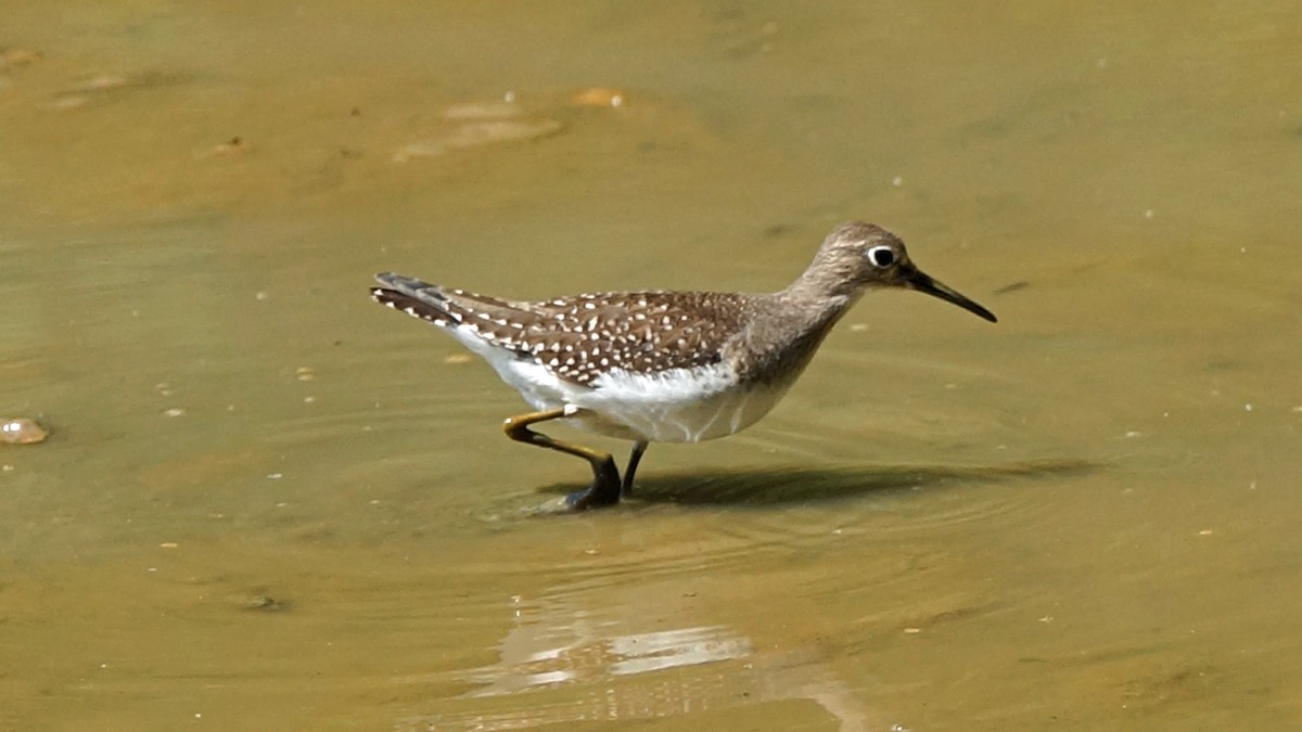 Solitary Sandpiper - ML368867331