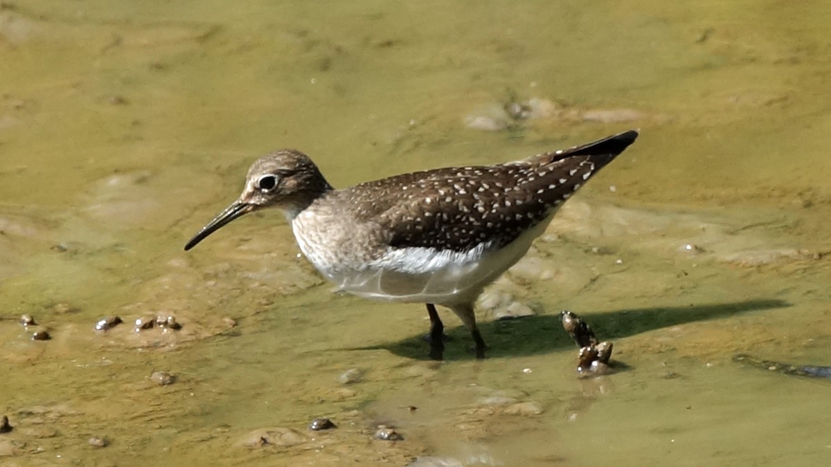 Solitary Sandpiper - ML368867341