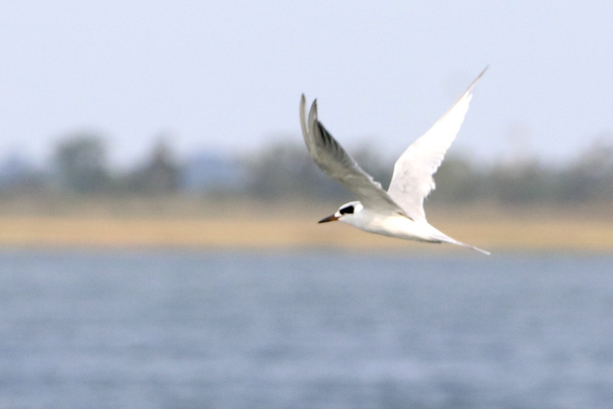 Forster's Tern - Dimitris Salas