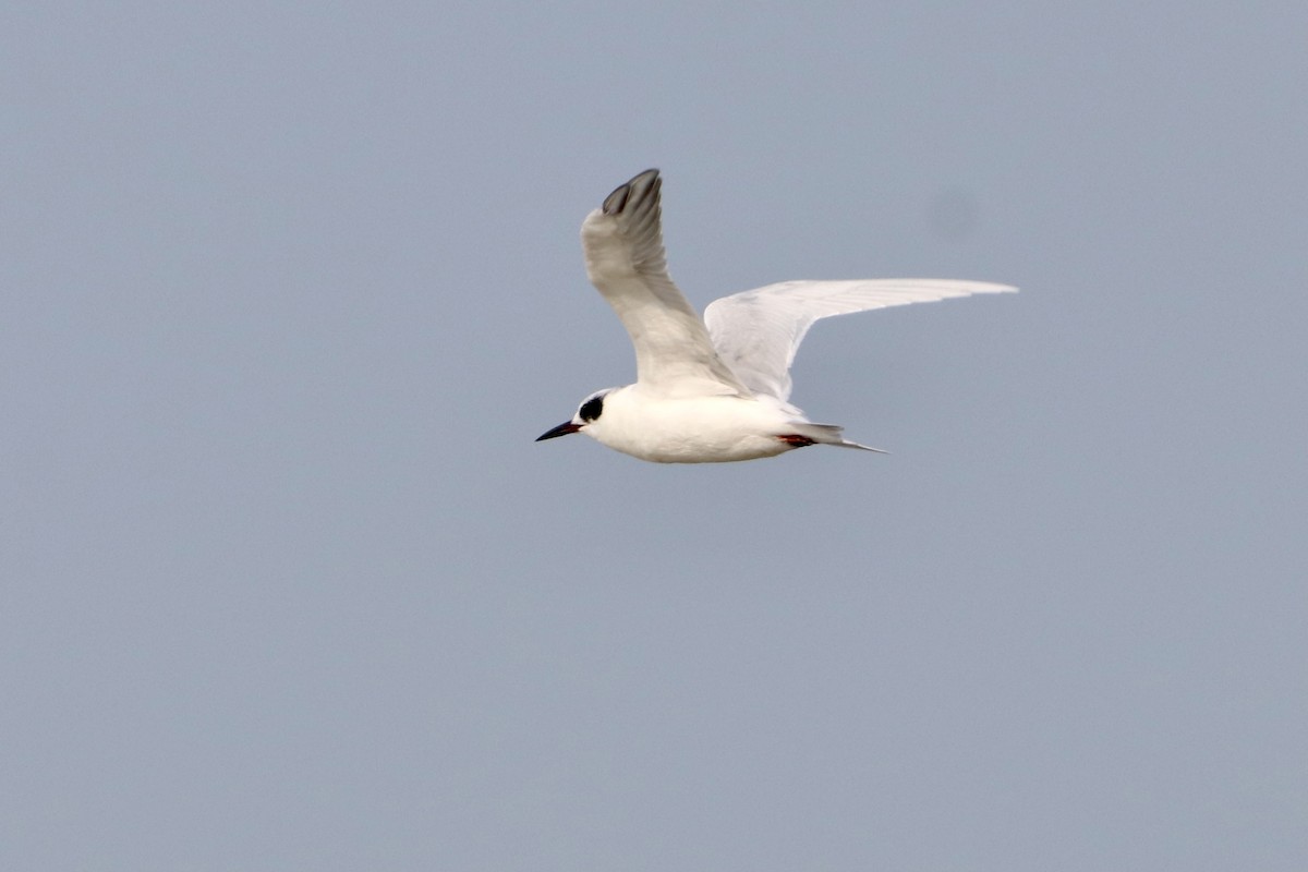 Forster's Tern - Dimitris Salas