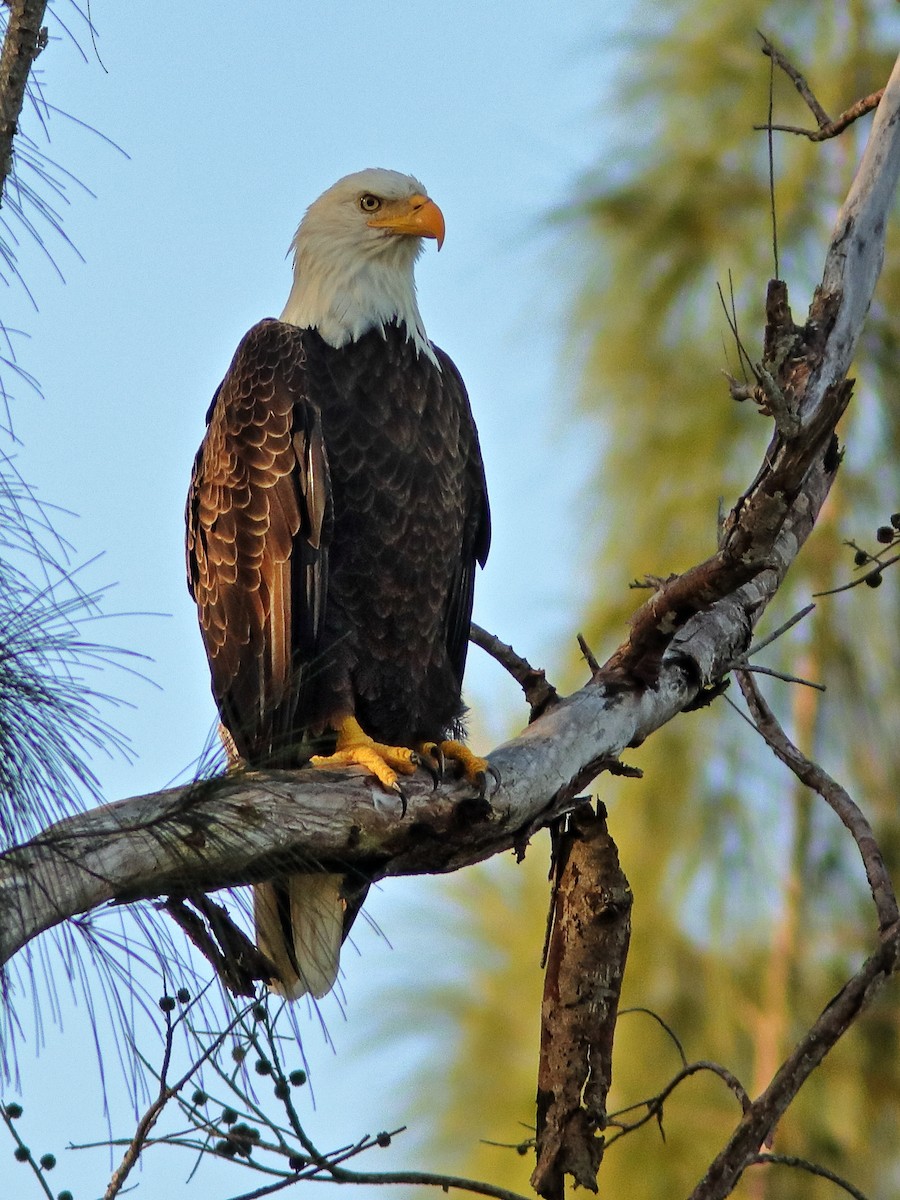 Bald Eagle - Kenneth Schneider