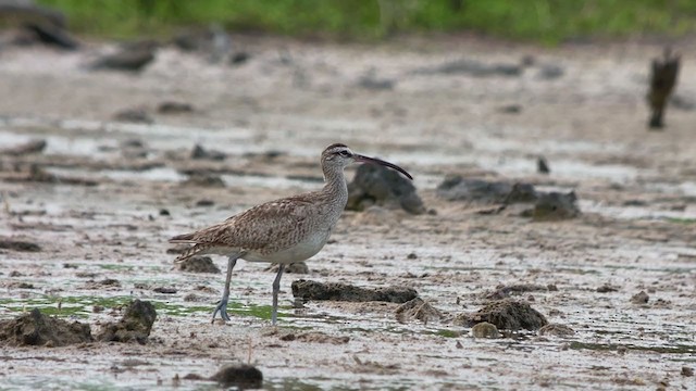 Regenbrachvogel - ML368871961