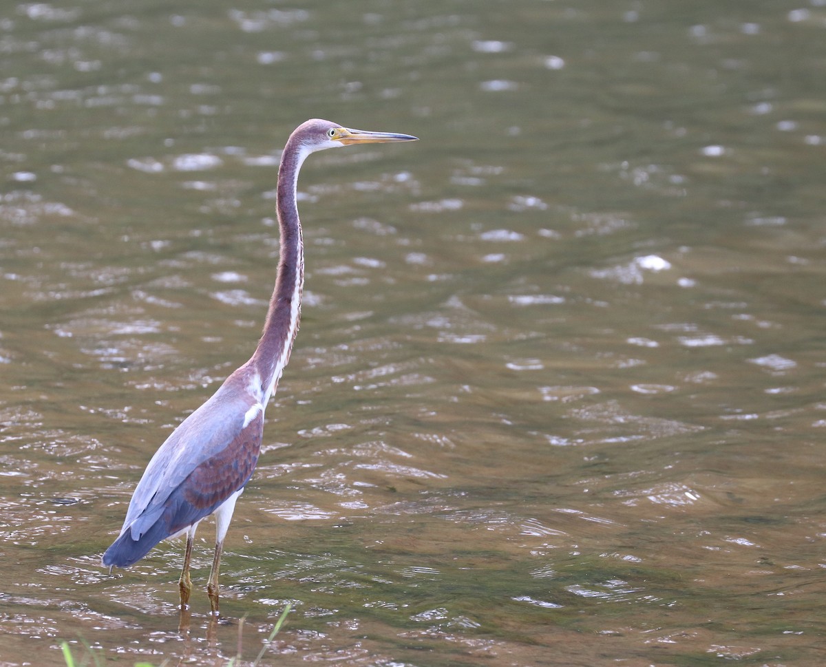 Tricolored Heron - ML368874161