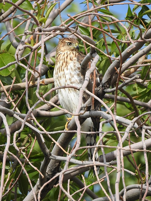 Cooper's Hawk - ML368874851