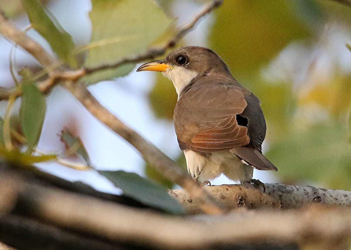 Yellow-billed Cuckoo - Bruce Arnold