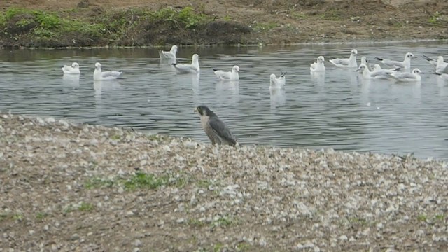 Peregrine Falcon - ML368879181