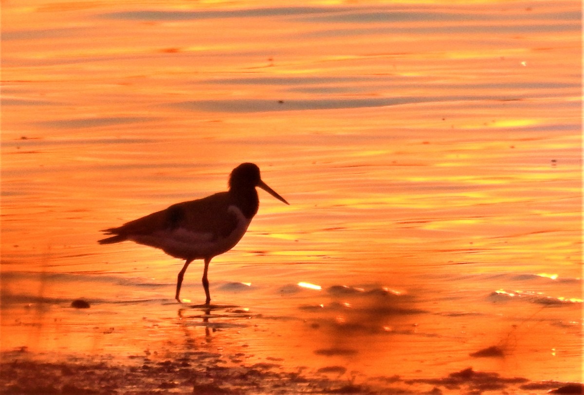 Eurasian Oystercatcher - ML368879311