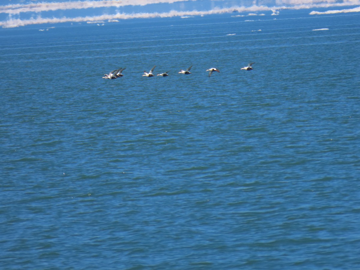 Common Eider - ML368880481